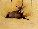 A Common Waterbuck by Wilhelm Kuhnert